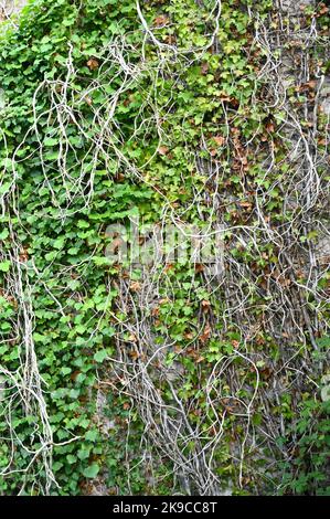 green ivy on the old stone wall Stock Photo