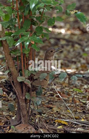 Undulated Tinamou (Crypturellus undulatus) adult standing on forest floor calling  Pantanal, Brazil,        July Stock Photo