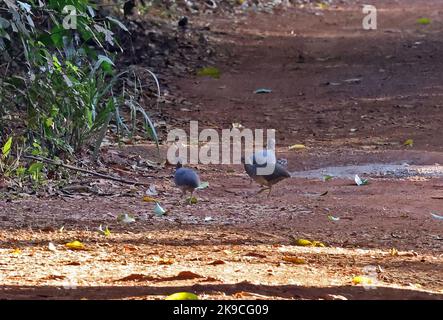 Undulated Tinamou (Crypturellus undulatus) tree foraging on track  Chapada, Brazil,        July Stock Photo