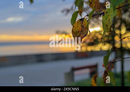 Yellow leaf on the seaside promenade background in Gdynia, Poland Stock Photo