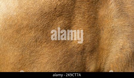 Brown hair texture of a horse skin Stock Photo