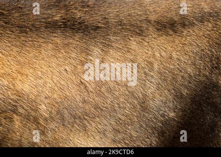 Close up of brown cow fur Stock Photo