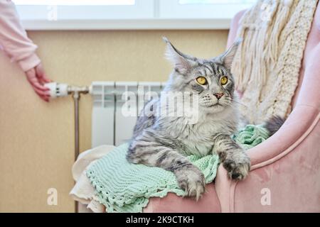 Cat lying on chair near heating radiator, woman regulating temperature Stock Photo
