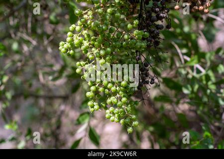 Henna /mehndi Live Plant lasonia Intermis 10 Tall Well Rooted Healthy Sold  by Sizes in Small Pot/ Free Shipping - Etsy