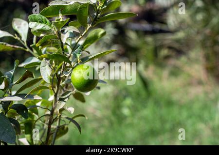 Fresh green lemon on a branch in the orchard Stock Photo