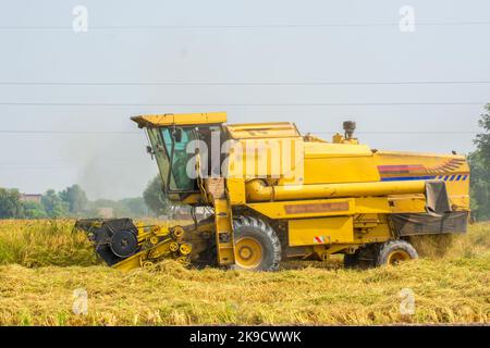 Combine harvester in the rice field Stock Photo