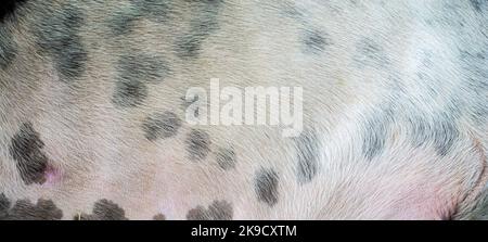 Close up of dog skin texture or pattern Stock Photo
