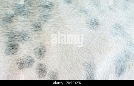 Black spots in the white skin of a dog Stock Photo