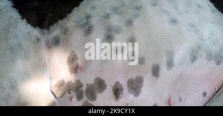Black and white hairy texture of a dog skin Stock Photo