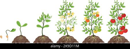 Tomato plant growth. Life cycle, growing stages from tomatoes seeds, sprout and blossom to fruit on branches vector Illustration set Stock Vector