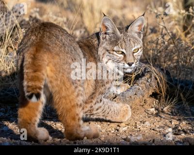 Bobcat, Marana, near Tucson, Arizona. Stock Photo