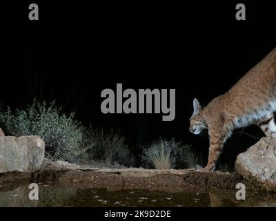 Bobcat, Marana, near Tucson, Arizona. Stock Photo