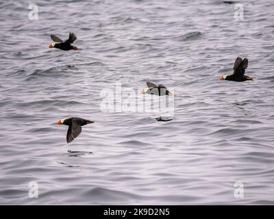 Tufted Puffin, Kenai Fjords National Park, near Seward, Alaska. Stock Photo