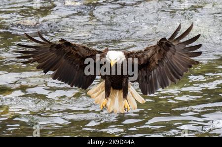 Bald Eagle, Tongass National Forest, Alaska. Stock Photo