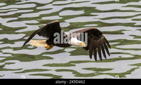 Bald Eagle, Tongass National Forest, Alaska. Stock Photo