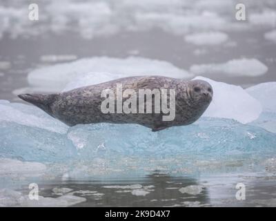 Harbor Seal, Le Conte Glacier, Tongass National Forest, Alaska. Stock Photo