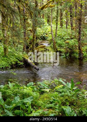 Mill Creek Trail, Tongass National Forest, Wrangell, Alaska Stock Photo ...