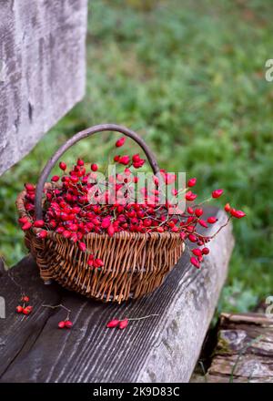 Freshly harvested rose hips branches in a wooden knit basket on rustic wooden bench. Organic food or floristic concept. Selective focus. Copy space. Stock Photo
