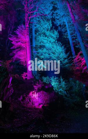 The Enchanted Forest, Faskally Forest, Pitlochry, Perthshire, Scotland, UK Stock Photo