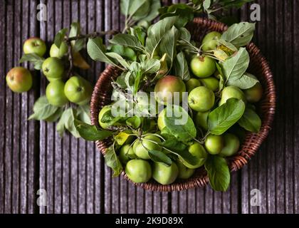 Top view of a wicker basket full with young green organic apples with leaves on the rustic garten wooden terrace. Floristic or gardening concept. Stock Photo