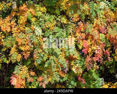 Rowan tree leaves with changing colours in autumn Stock Photo