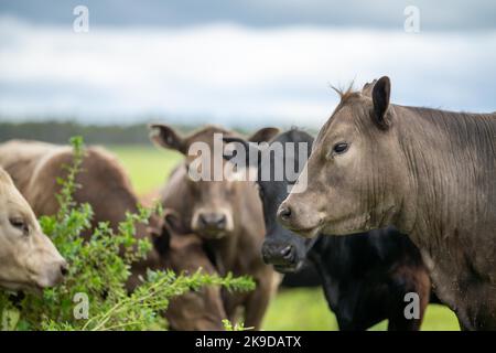 lose up of Stud Beef bulls, cows and calves grazing on grass in a field, in Australia. breeds of cattle include speckle park, murray grey, angus, bran Stock Photo