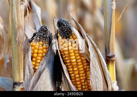 Dried corn cobs growing on maize plants in autum, Corn-Cob-Mix, Lower Austria Stock Photo