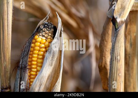 Dried corn cobs growing on maize plants in autum, Corn-Cob-Mix, Lower Austria Stock Photo
