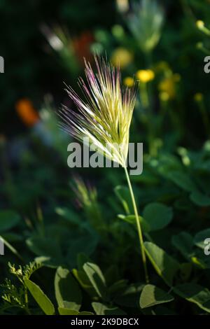 A closeup of Red Brome grass against dark foliage background. Stock Photo
