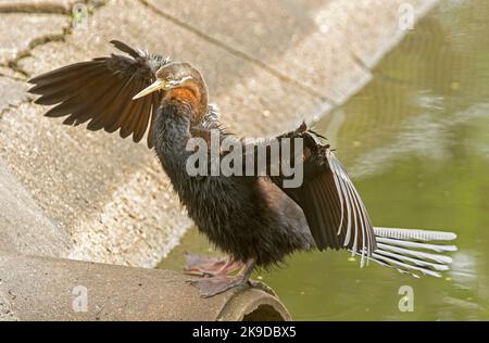 Australasian Snake-necked Darter, Anhinga novaehollandiae, drying its its wings beside the water of a lake in a city park in Australia Stock Photo