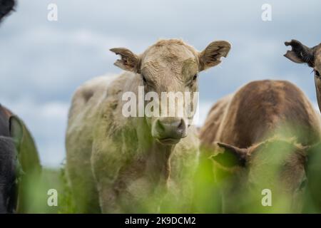 lose up of Stud Beef bulls, cows and calves grazing on grass in a field, in Australia. breeds of cattle include speckle park, murray grey, angus, bran Stock Photo