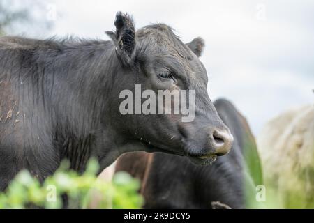 lose up of Stud Beef bulls, cows and calves grazing on grass in a field, in Australia. breeds of cattle include speckle park, murray grey, angus, bran Stock Photo