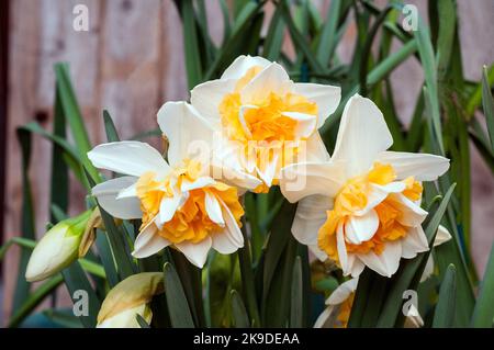 Close up group of Narcissus Sweet Desire in flower in spring.  Narcissi Sweet Desire is a division 4 double daffodil with white and yellow flowers. Stock Photo