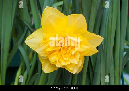 Close up detail of Narcissus Golden Ducat in flower in spring.  Narcissi Golden Ducat is a division 4 double daffodil with golden yellow flowers. Stock Photo