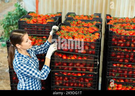 Woman working at vegetable warehouse with tomatoes Stock Photo