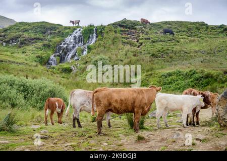 A single cow grazing on top of a waterfall,a group of cows below,chewing summertime grass in a clearing. Stock Photo