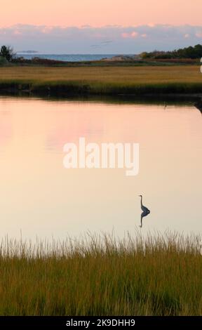 Great blue heron at Farm River estuary, Farm River State Park, Connecticut Stock Photo