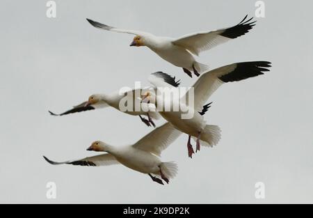 Richmond, Canada. 27th Oct, 2022. Snow geese fly over Garry Point Park in Richmond, British Columbia, Canada, on Oct. 27, 2022. Credit: Liang Sen/Xinhua/Alamy Live News Stock Photo