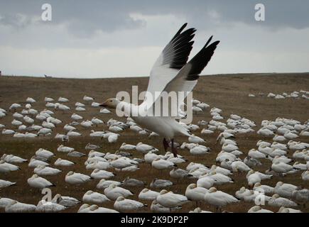 Richmond, Canada. 27th Oct, 2022. A snow goose prepares to land at Garry Point Park in Richmond, British Columbia, Canada, on Oct. 27, 2022. Credit: Liang Sen/Xinhua/Alamy Live News Stock Photo