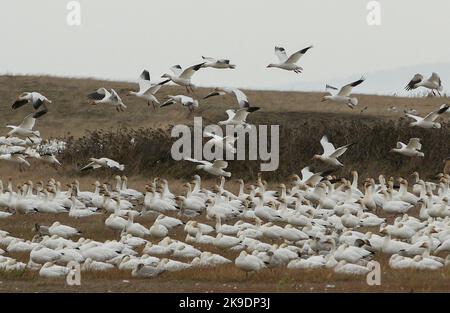 Richmond, Canada. 27th Oct, 2022. Snow geese are seen at Garry Point Park in Richmond, British Columbia, Canada, on Oct. 27, 2022. Credit: Liang Sen/Xinhua/Alamy Live News Stock Photo