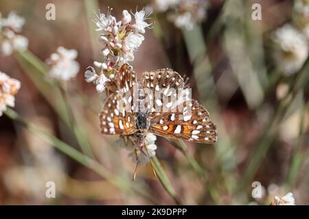 Mormon metalmark or Apodemia mormo feeding wild buckwheat flowers at Rumsey Park in Payson, Arizona. Stock Photo