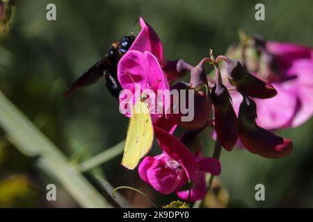 Southern dogface or Zerene cesonia feeding on wild pea flowers at the Tonto fish hatchery in Payson, Arizona. Stock Photo