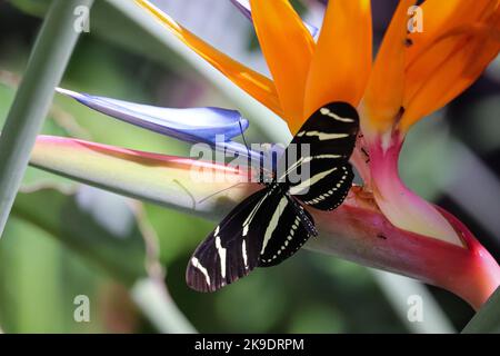 Zebra longwing or Heliconius charithonia feeding on a bird of paradise flower at the Desert botanical garden. Stock Photo