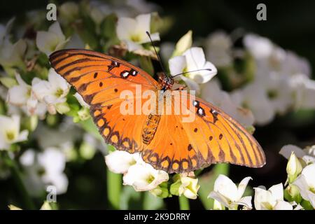 Gulf fritillary or Dione vanillae feeding on white flowers at the Desert botanical garden in Pheonix, Arizona. Stock Photo