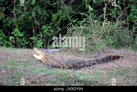 Crocodiles, land monitors, water monitors in Sri Lanka Stock Photo