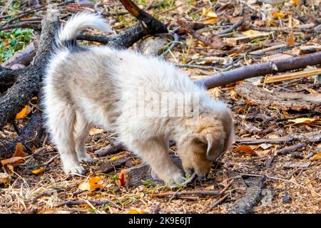 a cute little puppy is standing on the ground. puppy dog smelling to find on ground Stock Photo