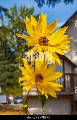 Maximillian sunflower Helianthus Maximiliani closeup photo. Yellow maximilian sunflower perennial flowers. No people, selective focus Stock Photo