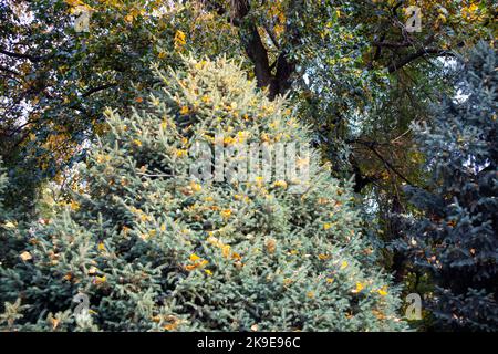 fluffy coniferous tree covered with yellow fallen leaves. fluffy christmas tree Stock Photo