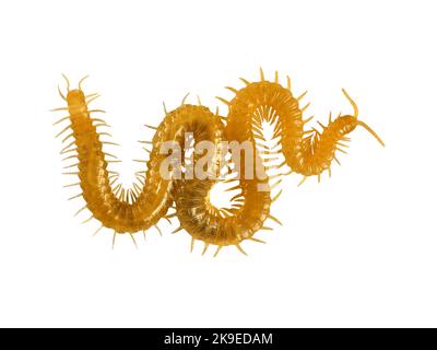 Western Yellow Centipede - Haplophilus subterraneus Stigmatogaster subterranea Stock Photo