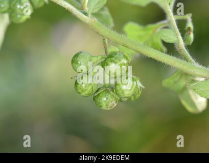 Green Nightshade - Solanum nitidibaccatum Stock Photo